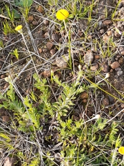 Leptorhynchos squamatus