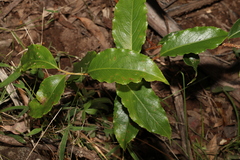 Celastrus subspicatus