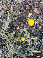 Leptorhynchos squamatus