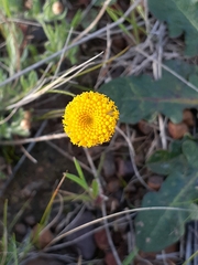 Leptorhynchos squamatus