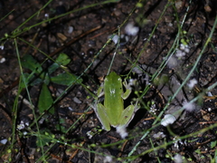 Hyla meridionalis