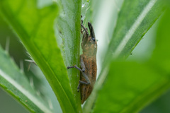 Lixus iridis
