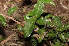 Celastrus subspicatus