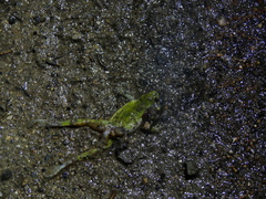 Hyla meridionalis