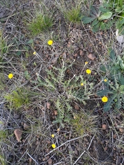 Leptorhynchos squamatus