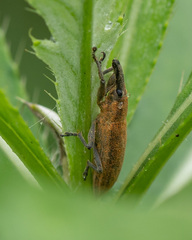 Lixus iridis