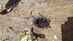 Phyxelididae