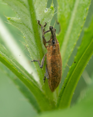 Lixus iridis