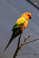 Aratinga solstitialis