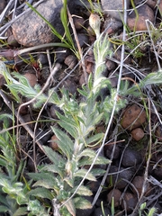 Leptorhynchos squamatus