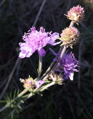 Scabiosa canescens