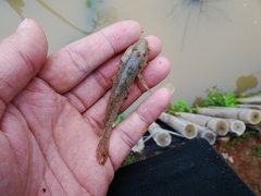 Rhinogobius similis