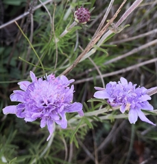 Scabiosa canescens