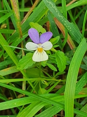 Viola tricolor