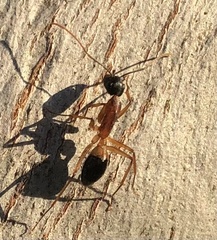 Camponotus consobrinus