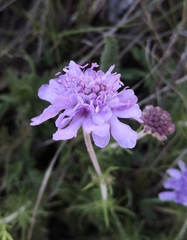 Scabiosa canescens