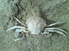 Liocarcinus