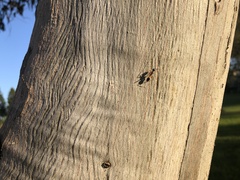 Camponotus consobrinus