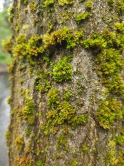Nyholmiella obtusifolia
