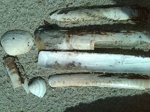 Venerupis corrugata