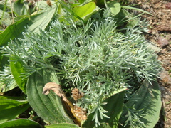 Artemisia borealis