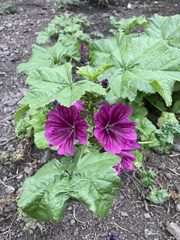 Malva sylvestris mauritiana