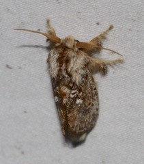 Pseudanapaea denotata