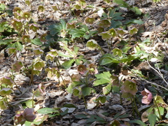 Helleborus niger