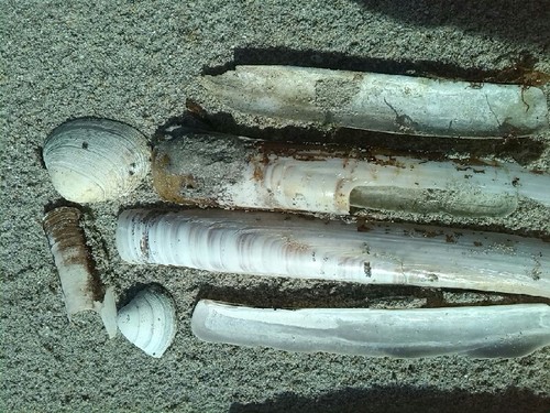 Ensis magnus