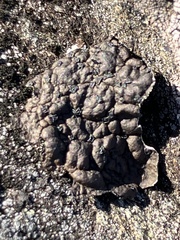 Umbilicaria hyperborea