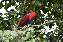 Eclectus roratus