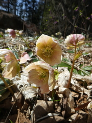 Helleborus niger