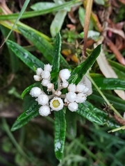 Anaphalis morrisonicola