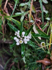 Anaphalis morrisonicola