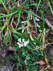 Anaphalis morrisonicola