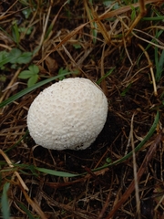 Lycoperdon utriforme
