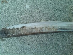 Ensis