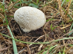 Lycoperdon utriforme