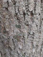 Phaeophyscia nigricans