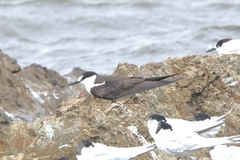 Onychoprion fuscatus