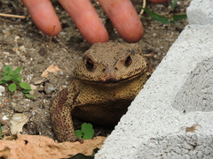 Bufo sachalinensis