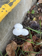 Leucocoprinus cepistipes