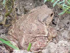 Bufo sachalinensis