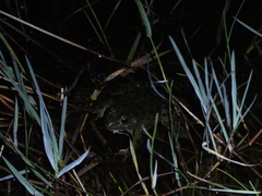 Pelophylax