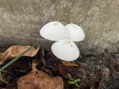 Leucocoprinus cepistipes