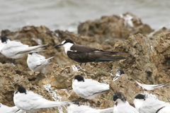 Onychoprion fuscatus