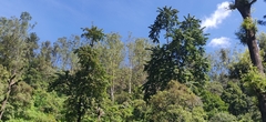Duabanga grandiflora