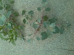 Atriplex laciniata
