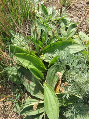 Plantago camtschatica