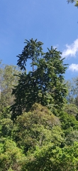 Duabanga grandiflora